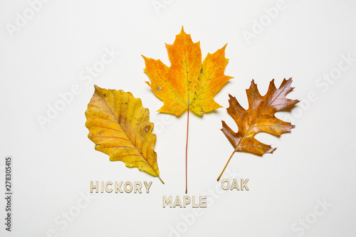 Yellow leaves on white background