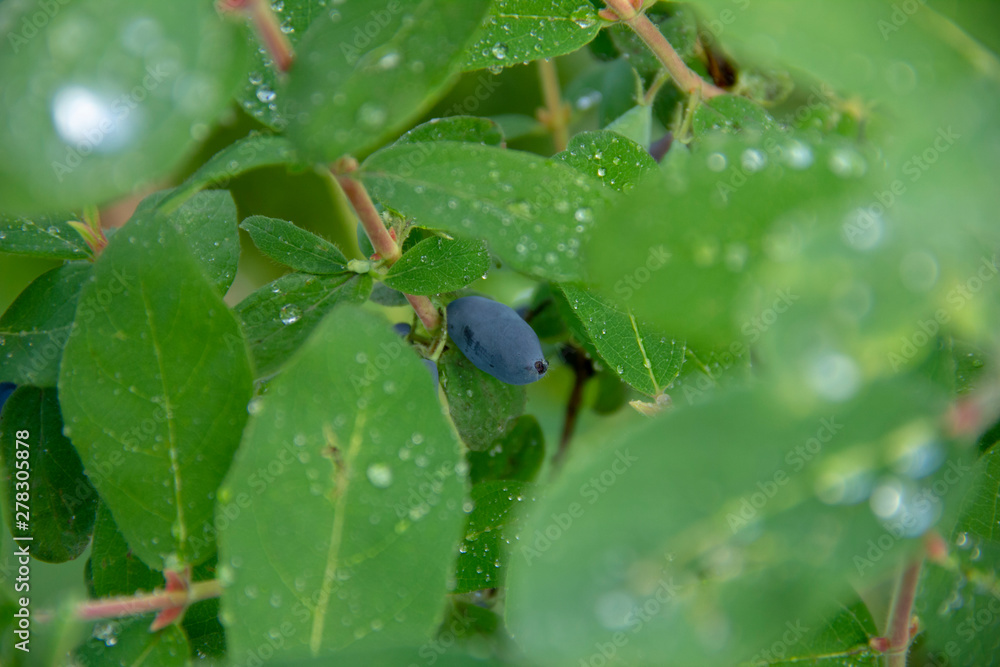 Honeysuckle harvest. Violet berry on the branches. Dew drops on honeysuckle leaves. Honeysuckle harvest. Violet berry on the branches. Dew drops on honeysuckle leaves.