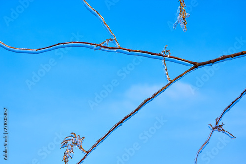 Frozen in the ice twigs christmas tree (spruce, picea) branches against blue sky. Frozen tree branch in winter.
