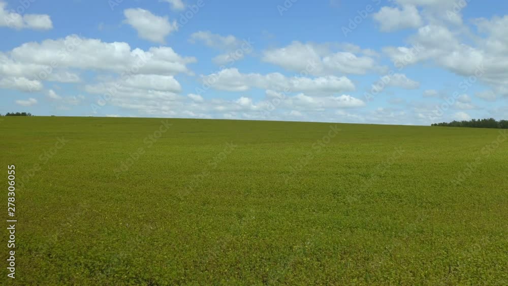 An aerial shot of soybean field ripening at spring season, agricultural landscape An aerial shot of soybean field ripening at spring season, agricultural landscape