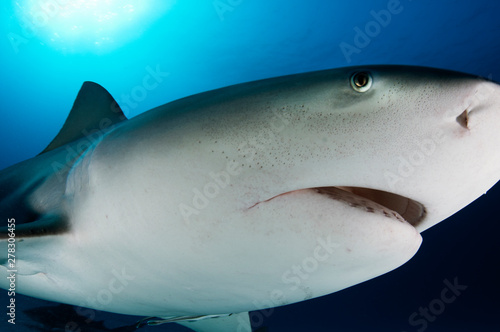 Bull Shark Close Up photo