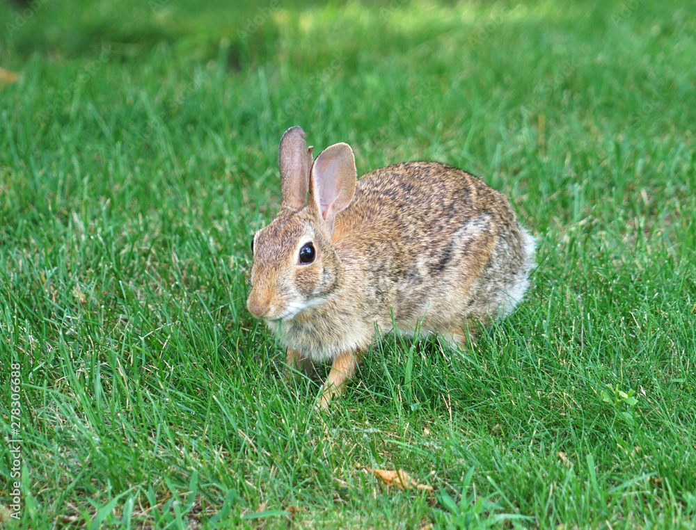Fototapeta premium close up on wild rabbit on the lawn