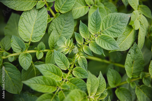 Potato plant