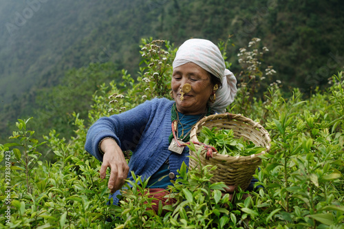 Highland tea garden