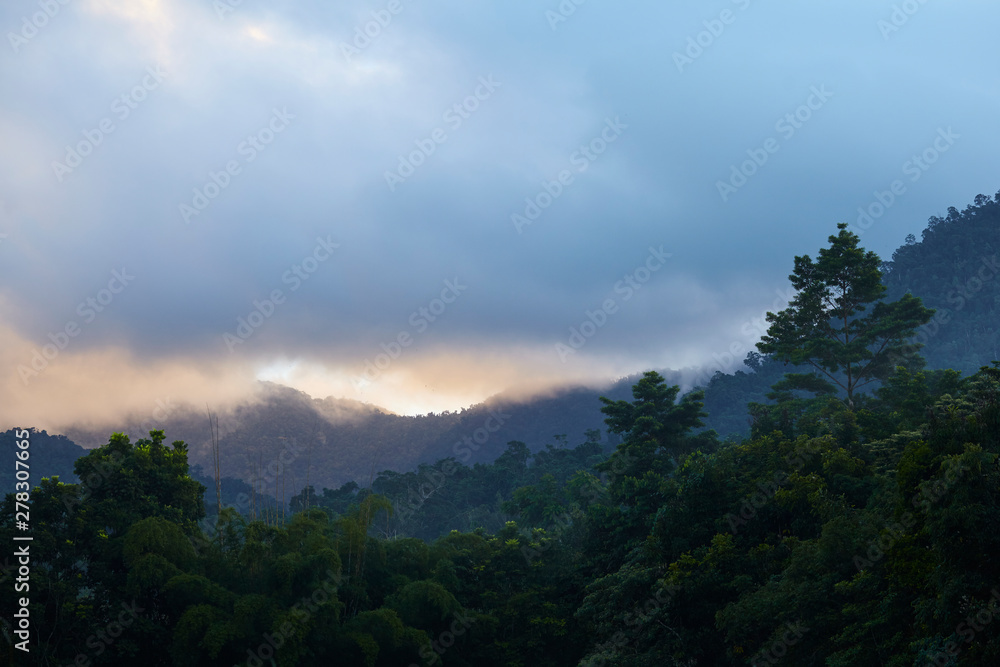 View over the rainforest View over the rainforest