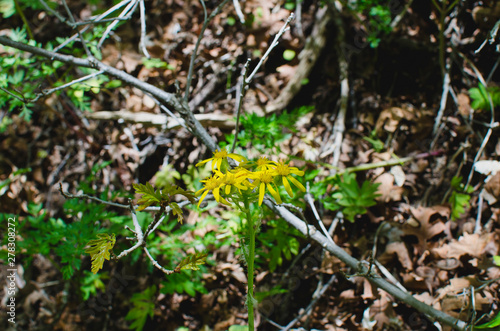 The little yellow flowers in the overgrown woodland area.  © Bric