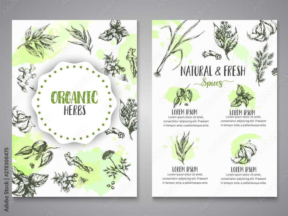 Herbs and spices posters. Herb, plant, spice hand drawn banners, menu elements. Organic garden herbs engraving. Botanical sketches. Garlic, ginger, cloves and onion vector