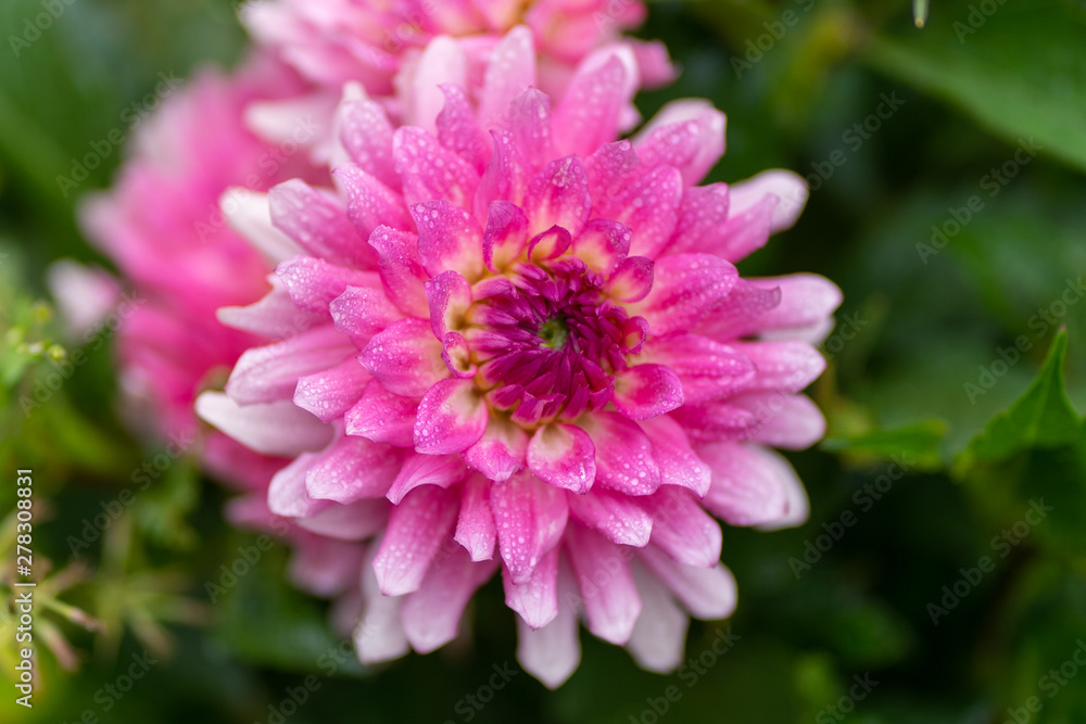 close up of pink aster with rain drops in soft focus close up of pink aster with rain drops in soft focus