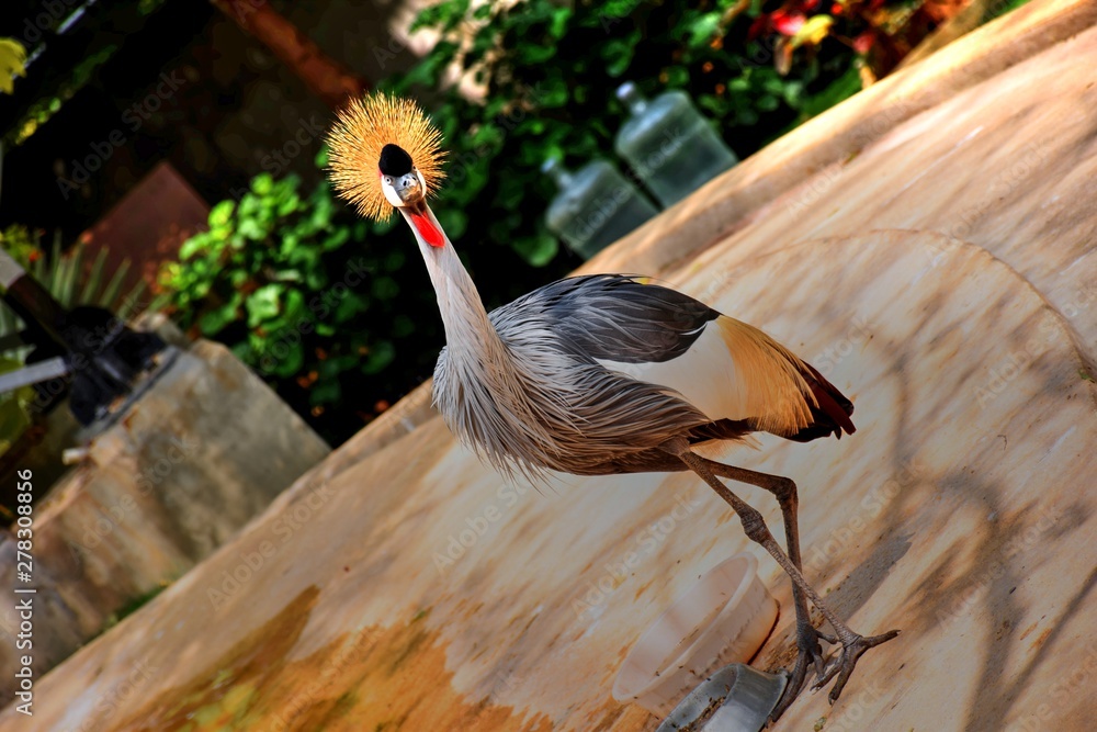 Fototapeta premium A Grey crowned crane holding a pose - also the national bird of Uganda