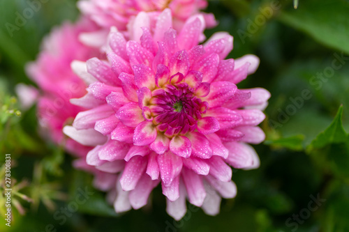 close up of pink aster with rain drops in soft focus