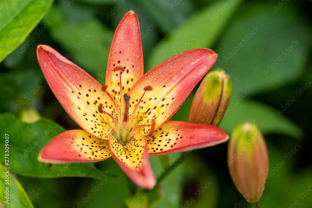 close up photo of tiger lily in soft focus close up photo of tiger lily in soft focus