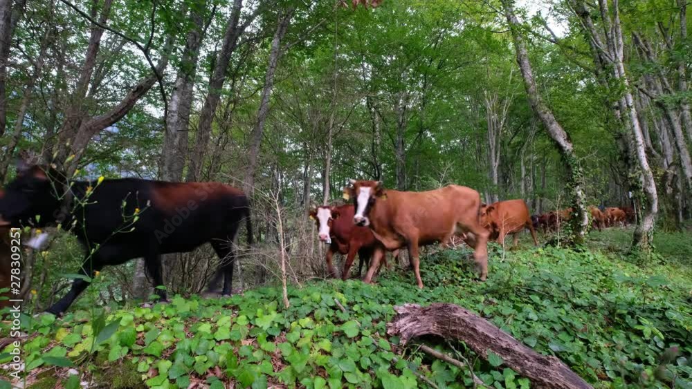 Herd of cows in mountain forest. Imereti, Georgia Herd of cows in mountain forest. Imereti, Georgia