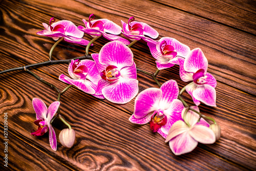 A branch of purple orchids on a brown wooden background 