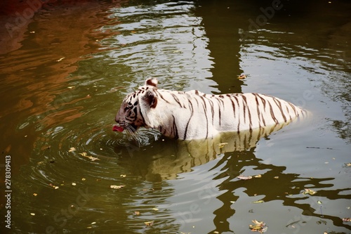 A majestic white tiger beats the sweltering summer heat with a dip in the pool