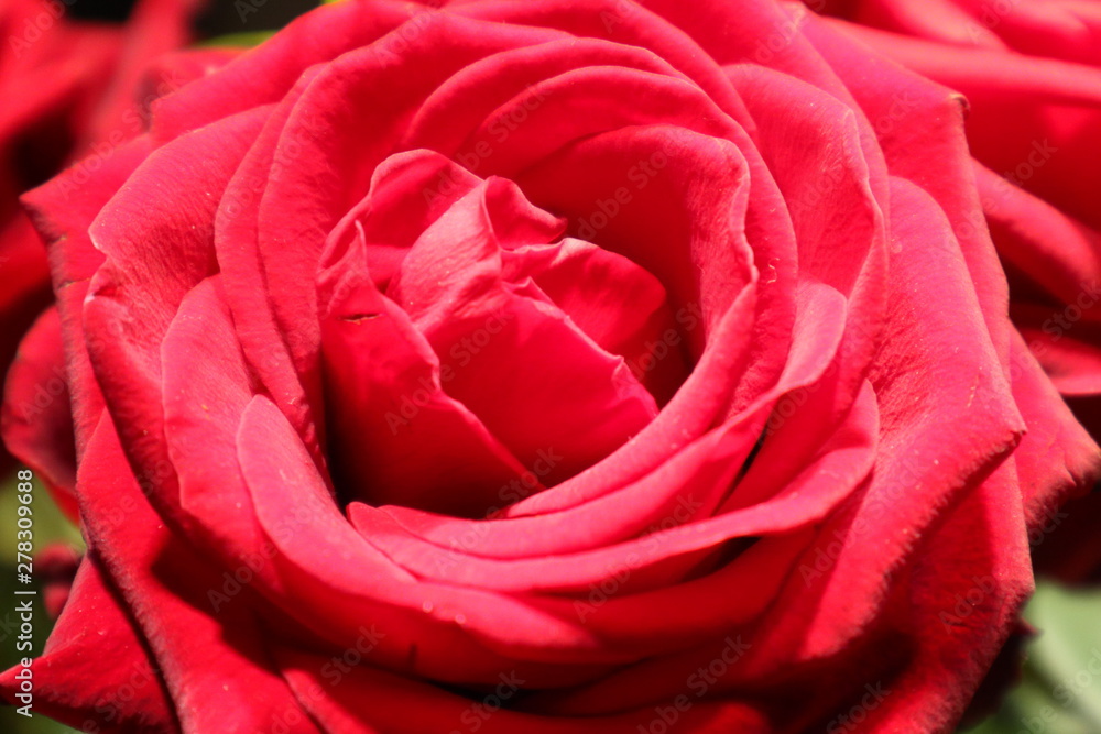 Obraz premium beautiful red rose with open blossom as a sign of love