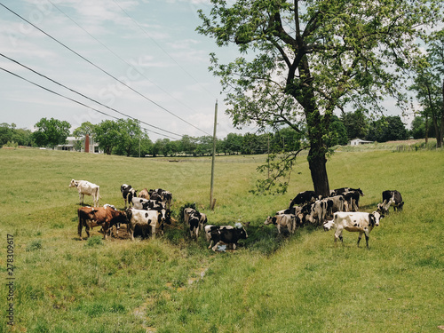 cows in a field during the hot summer in a small West Virginia town in the United States photo