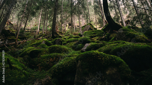 Green old growth forest