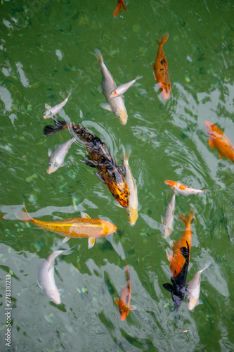 Japanese fish, golden carps and koi in a pond with green water close up © Александр Клюйко