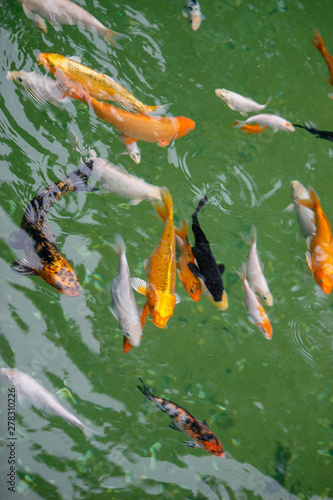 Japanese fish, golden carps and koi in a pond with green water close up © Александр Клюйко
