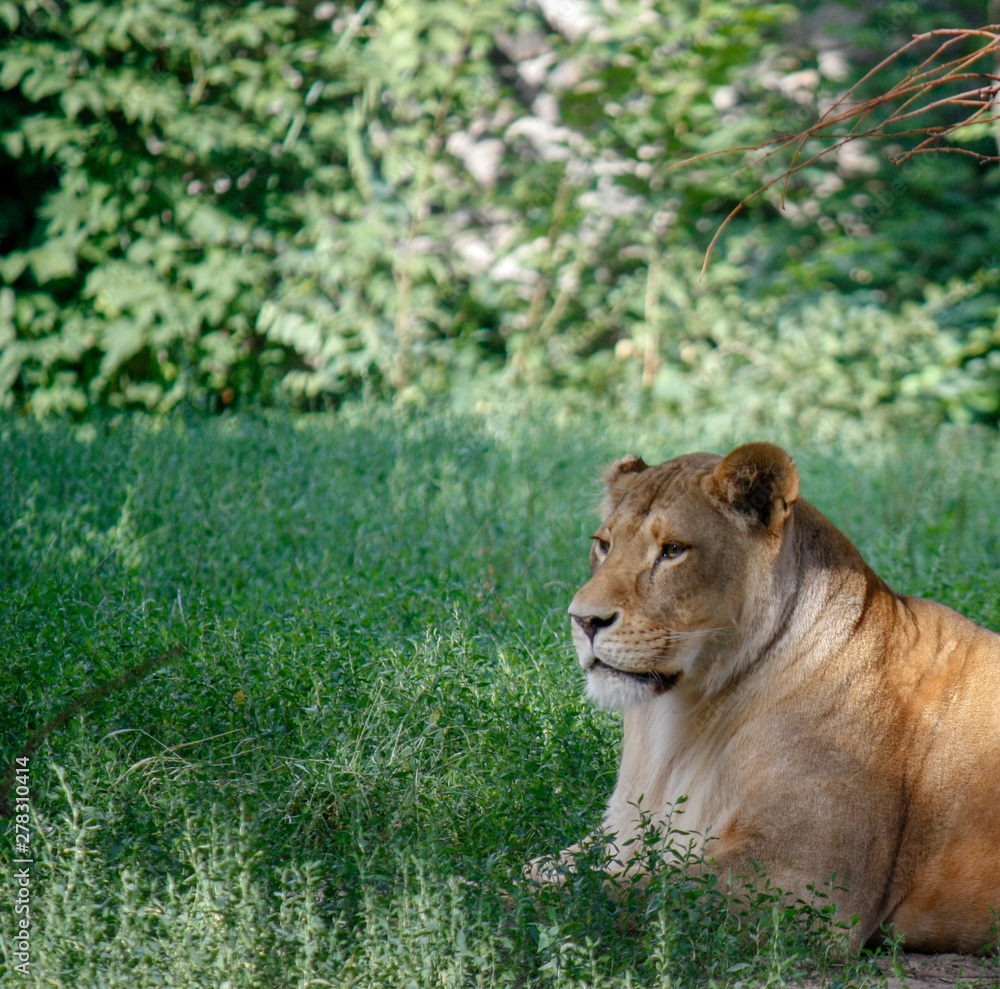 Portrait of a lioness resting on the grass at the zoo in Kiev Portrait of a lioness resting on the grass at the zoo in Kiev