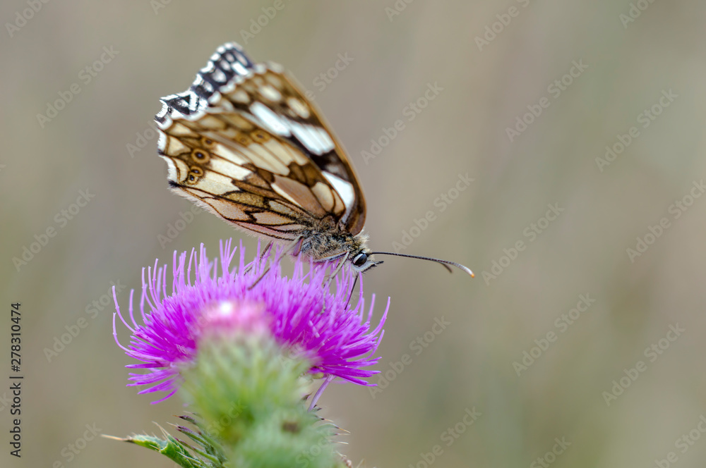 beautiful butterfly in my season garden beautiful butterfly in my season garden