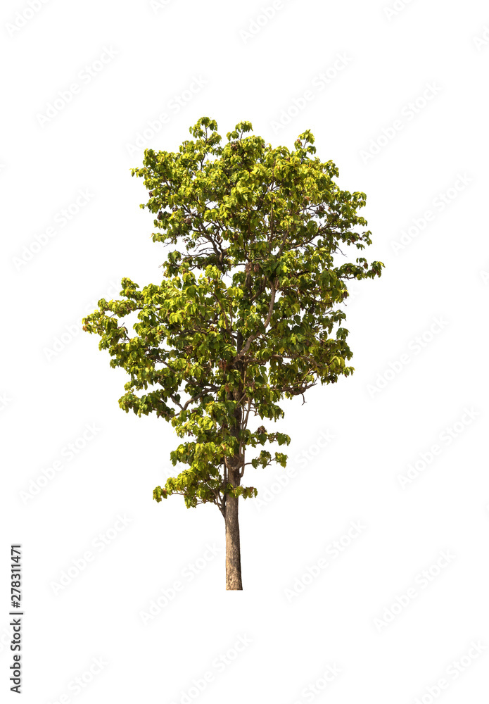 reen tree isolated on a white background. There are many branches. And a shrub. reen tree isolated on a white background. There are many branches. And a shrub.
