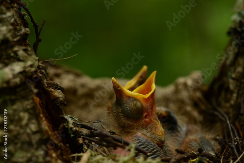 Baby birds in the nest with closed eyes and with yellow beaks