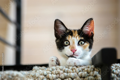 Adorable calico kitten looking down from the balcony photo