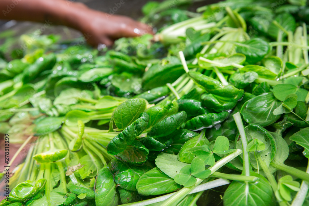 Person hand washing fresh spinach in a large bin Person hand washing fresh spinach in a large bin