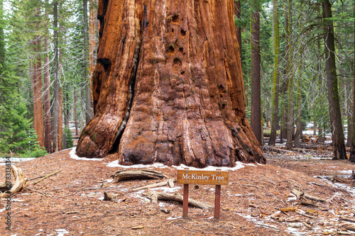 Giant Sequoia called McKinley tree