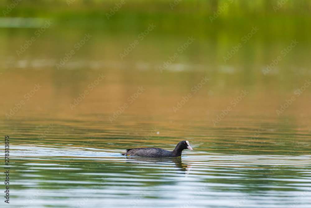 A duck swims in the lake. Photographed from a distance. A duck swims in the lake. Photographed from a distance.