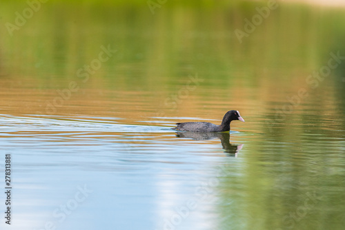 A duck swims in the lake. Photographed from a distance.