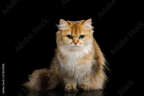 British Cat Red Chinchilla color with Furry Hair sitting and gazing on Isolated Black Background, front view