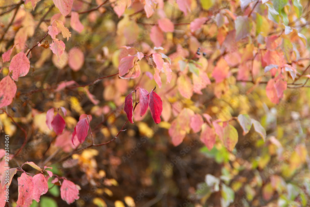 Fototapeta premium Autumn background. A branch with red leaves on a sunny day. Cropped shot, horizontal, free space, no people, blur, outdoors, close-up. Concept of the seasons, natural beauty.