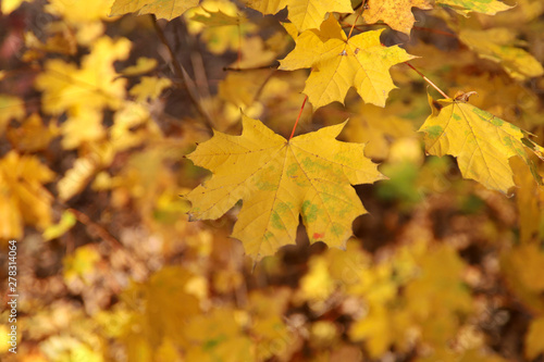 Autumn background. A branch with yellow maple leaves on bokeh background. Cropped shot, horizontal, free space, no people, blur, outdoors, close-up. Concept of the seasons, natural beauty.