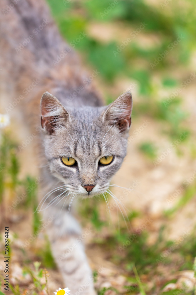 Portrait of a cat in nature
