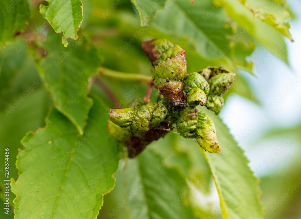 Aphids eat leaves on cherry branches Aphids eat leaves on cherry branches