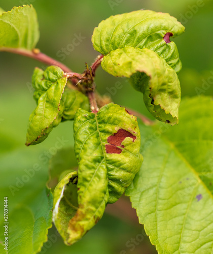 Aphids eat leaves on cherry branches
