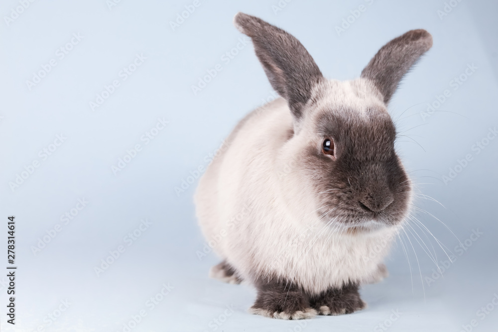 Lop Rabbit on Isolated Background Lop Rabbit on Isolated Background