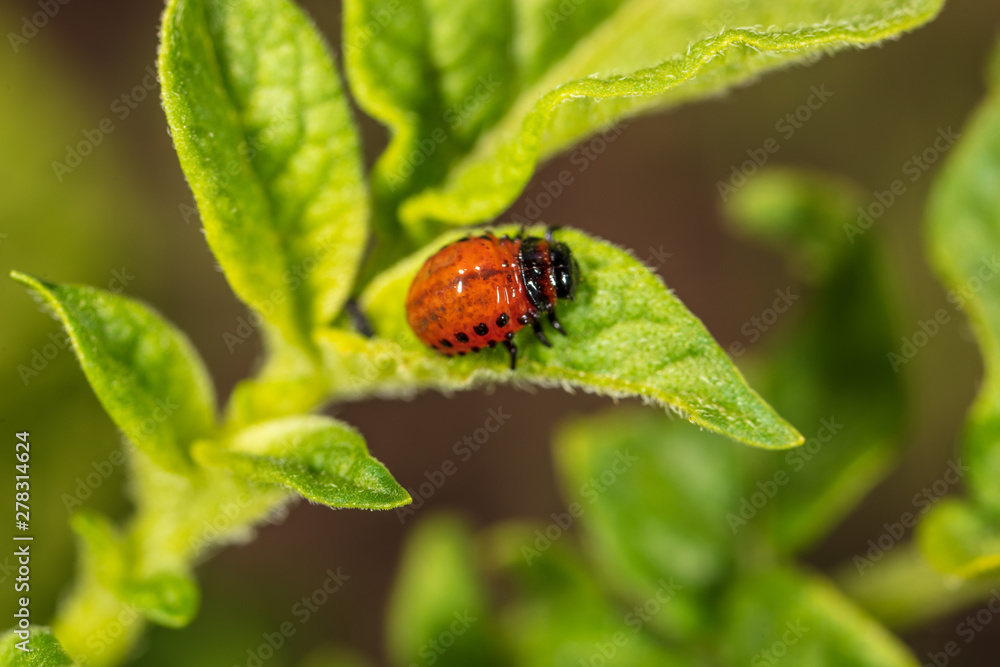Fototapeta premium Red Colorado beetles on potato leaves