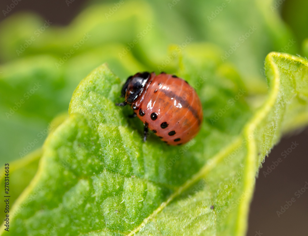 Red Colorado beetles on potato leaves Red Colorado beetles on potato leaves