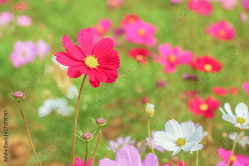 Beautiful Red Garden Cosmos (Cosmos bipinnatus) blossom blooming in garden with green nature blurred background.