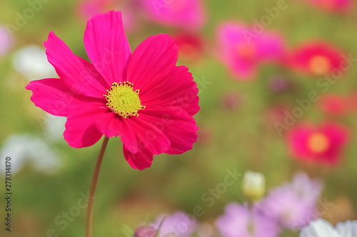 Beautiful Red Garden Cosmos  Cosmos bipinnatus  blossom blooming in garden with green nature blurred background.