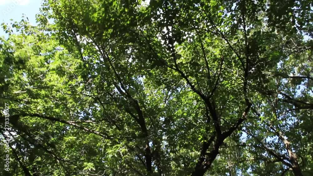 Driving under tree foliage, low angle point of view Driving under tree foliage, low angle point of view
