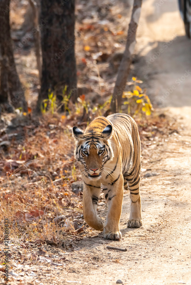 Fototapeta premium A female tigress walking in the safari track inside Pench tiger reserve during a wildlife safari