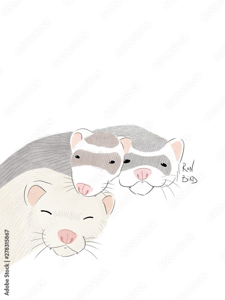 Ferrets Ferrets