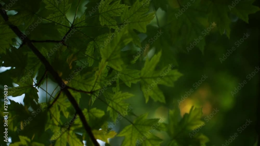 Tree foliage at sunrise, close up Tree foliage at sunrise, close up