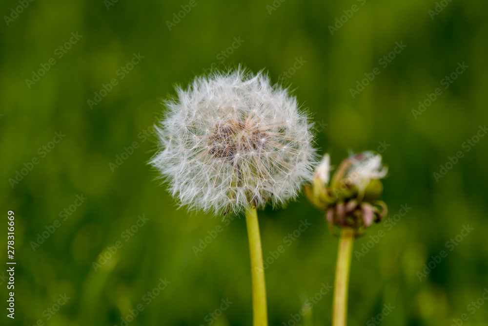 Common dandelion (Taraxacum officinale) Common dandelion (Taraxacum officinale)