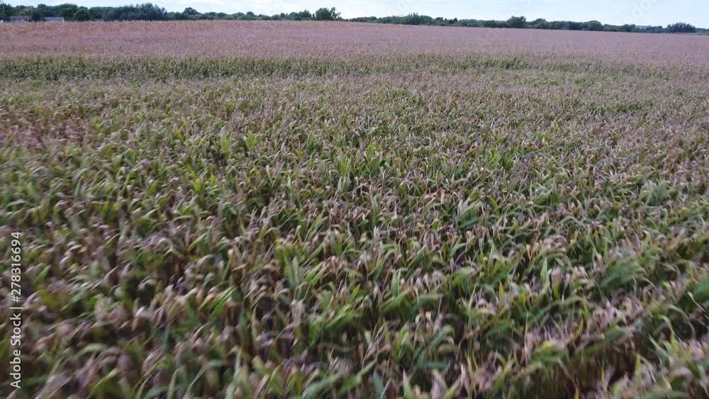 Crops in farmland, aerial Crops in farmland, aerial