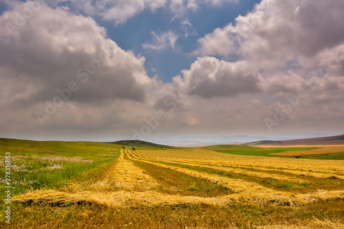 landscape with blooming fields in summer  Dobrogea  Romania